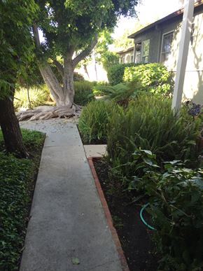 Los Angeles apartment for rent - A concrete walkway leads through a lush garden.