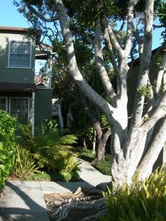 Los Angeles apartment for rent - A tree in a yard in front of a house.