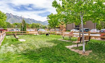 Bark park