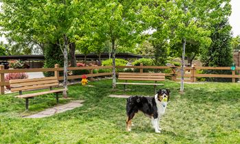 Bark park
