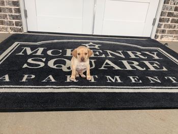 A dog is sitting on a doormat that says 