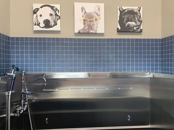 Paw spa