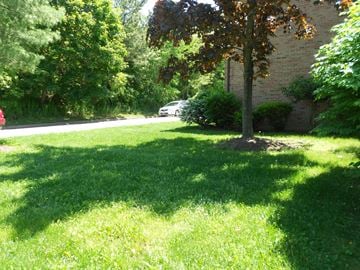 River Vale apartment for rent - A tree in a yard with a car parked in the background.