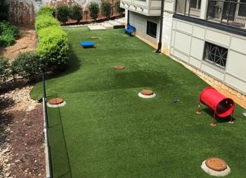 Dog park with astroturf