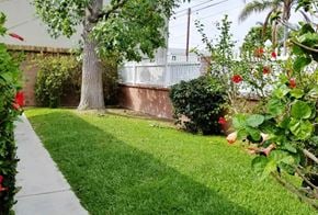 Newport Beach apartment for rent - a yard with green grass and a tree and a sidewalk