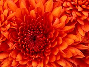 Colorado Springs apartment for rent - A close up of a vibrant orange dahlia flower.