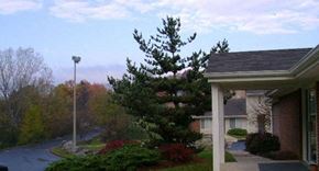 Staunton townhouse for rent - a large pine tree in front of a house