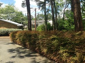 Chamblee apartment for rent - a street with trees and a house in the background