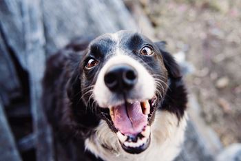Bark park