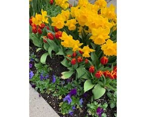 Toronto apartment for rent - Spring Flowers