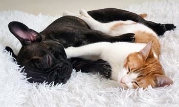 Furry family welcome!