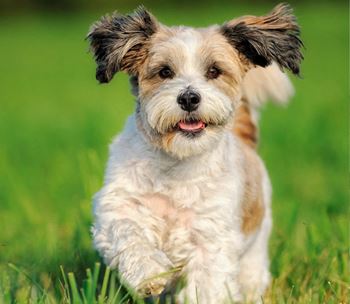 Dog friendly - no weight limit, breed restrictions apply